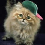 ginger cat free android application logo